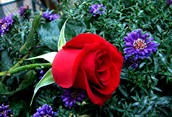 A Rose